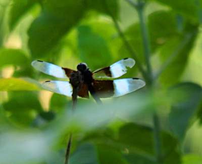 [Dragonfly with wings which have a stripe of brown in the portion closest to the body, then have white stripes, and then the outermost part is clear except for a tinge of brown on the leading edge. This dragonfly is deep in the leaves of greenery near the water.]